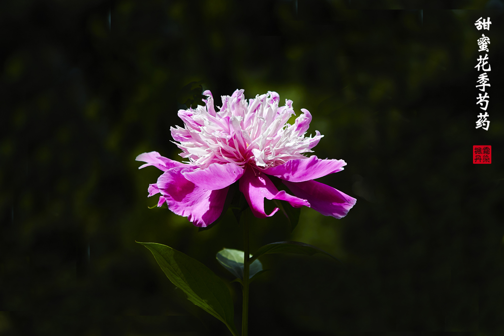 芍药 51.jpg