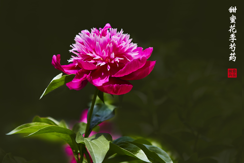 芍药 43.jpg