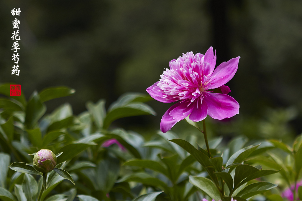 芍药 100.jpg