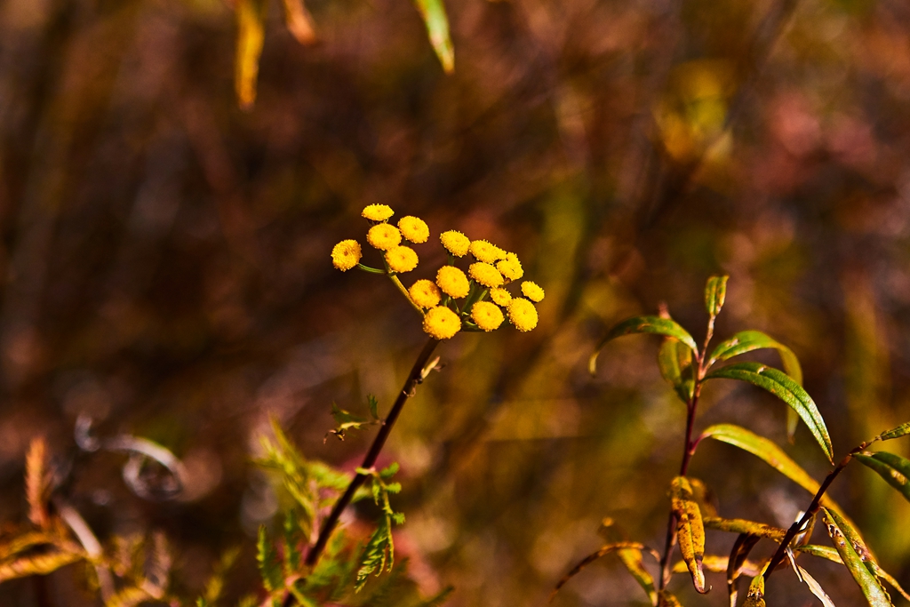 采摘蓝莓红豆 10.jpg