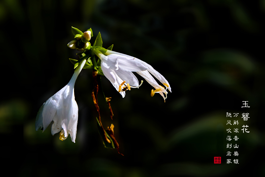 玉簪花 15.jpg