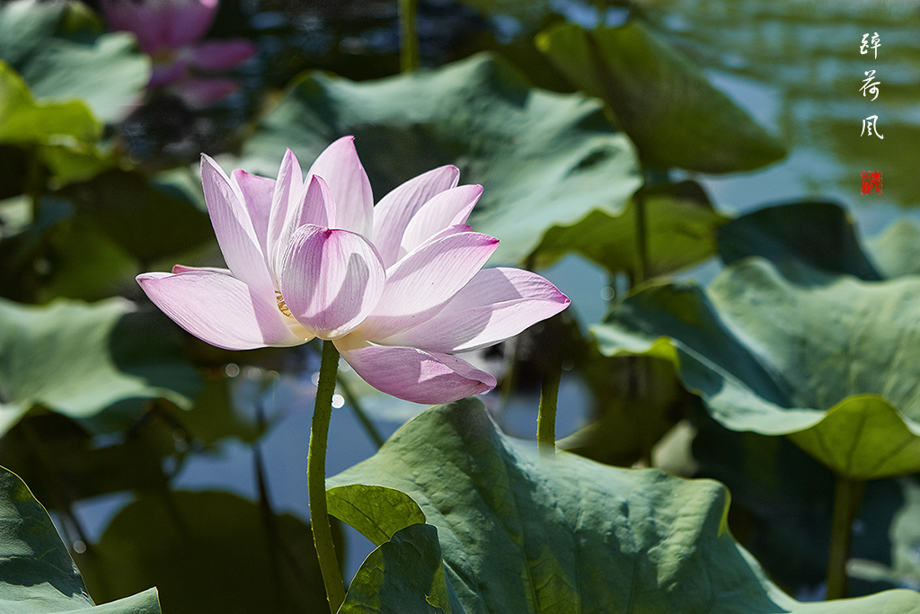 北海荷花 045.jpg