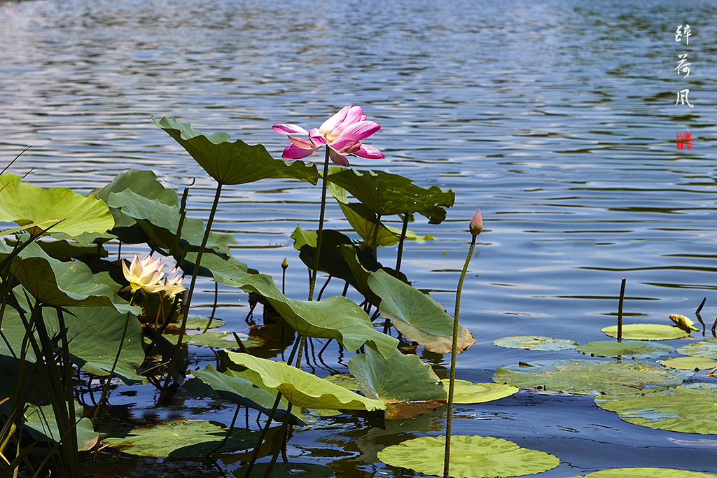 荷花 2 (2).jpg