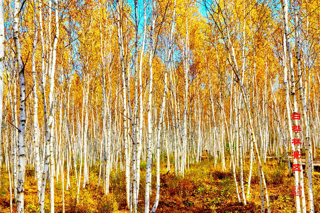 九曲十八弯sd卡 153.jpg