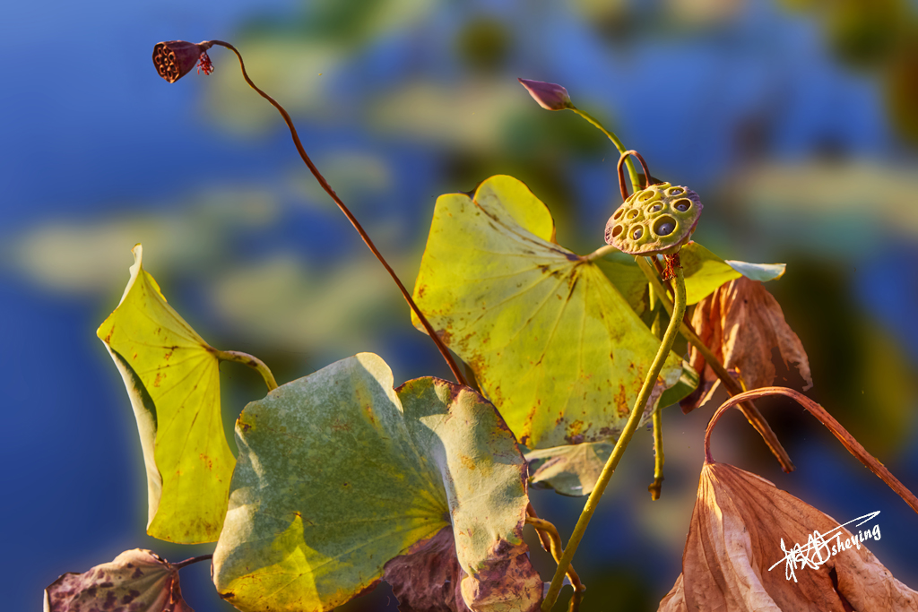 朝阳公园202509017 61.jpg