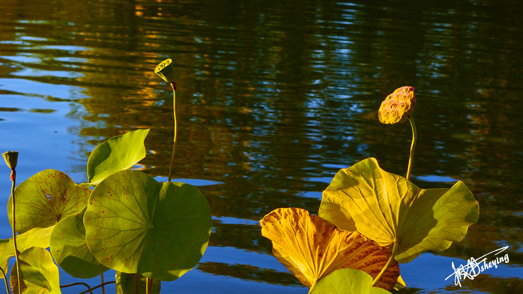 朝阳公园202509017 65.jpg