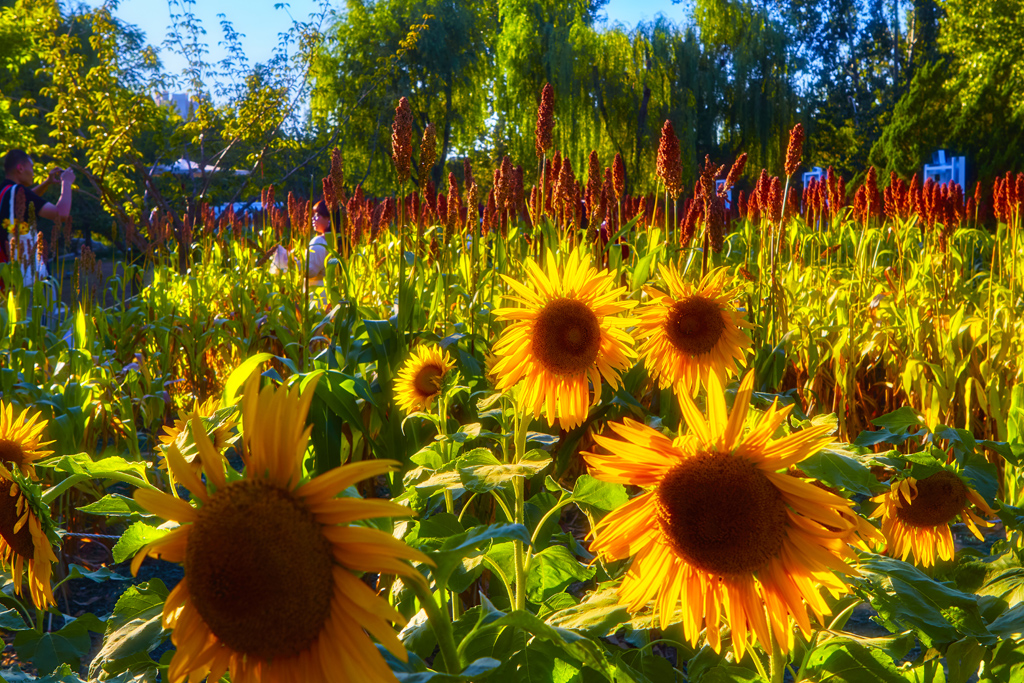 朝阳公园202509017 12.jpg