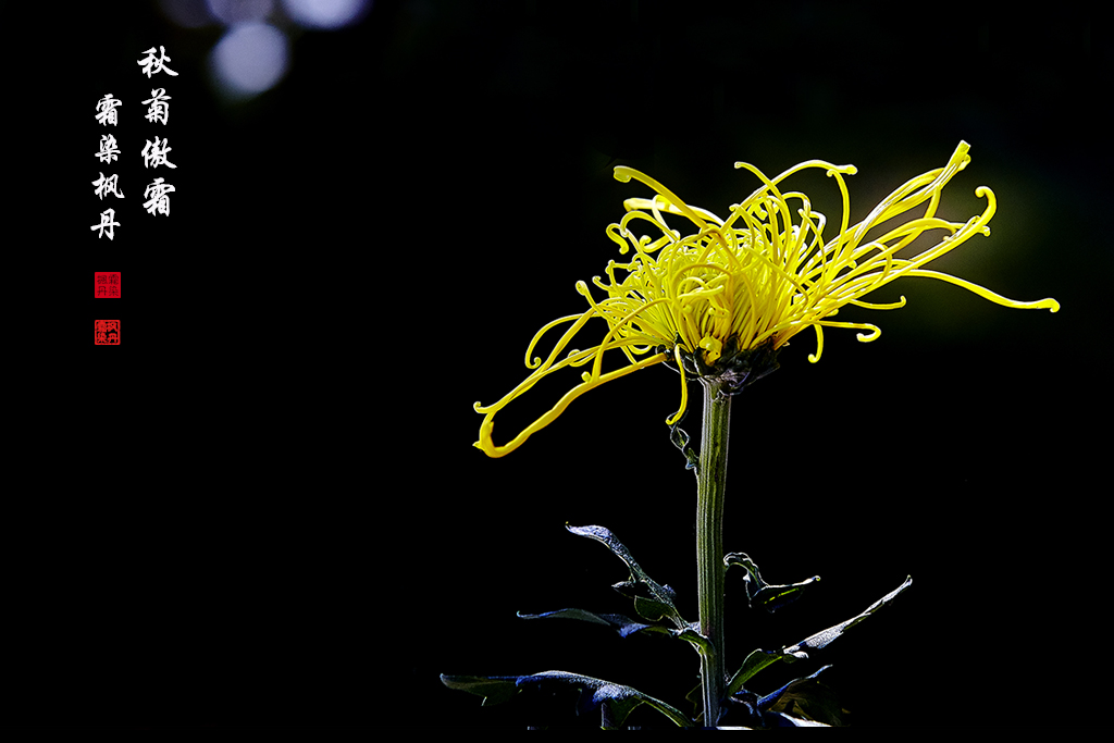 秋菊51.jpg