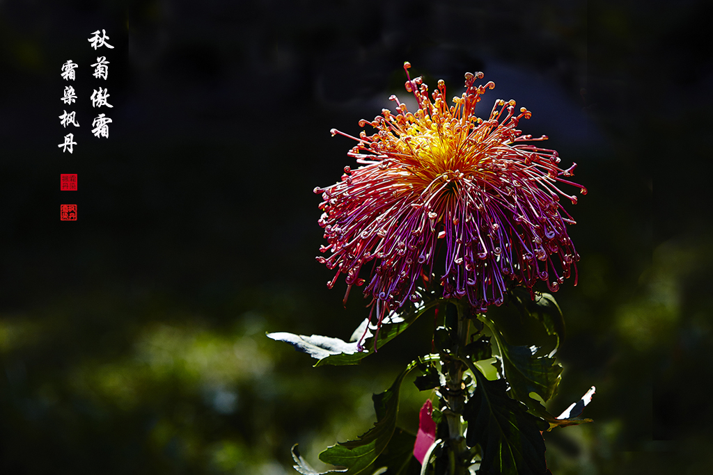 秋菊81.jpg