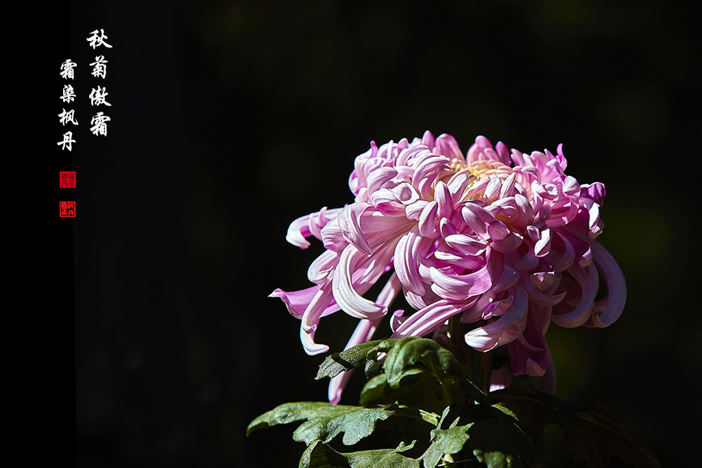 秋菊91.jpg