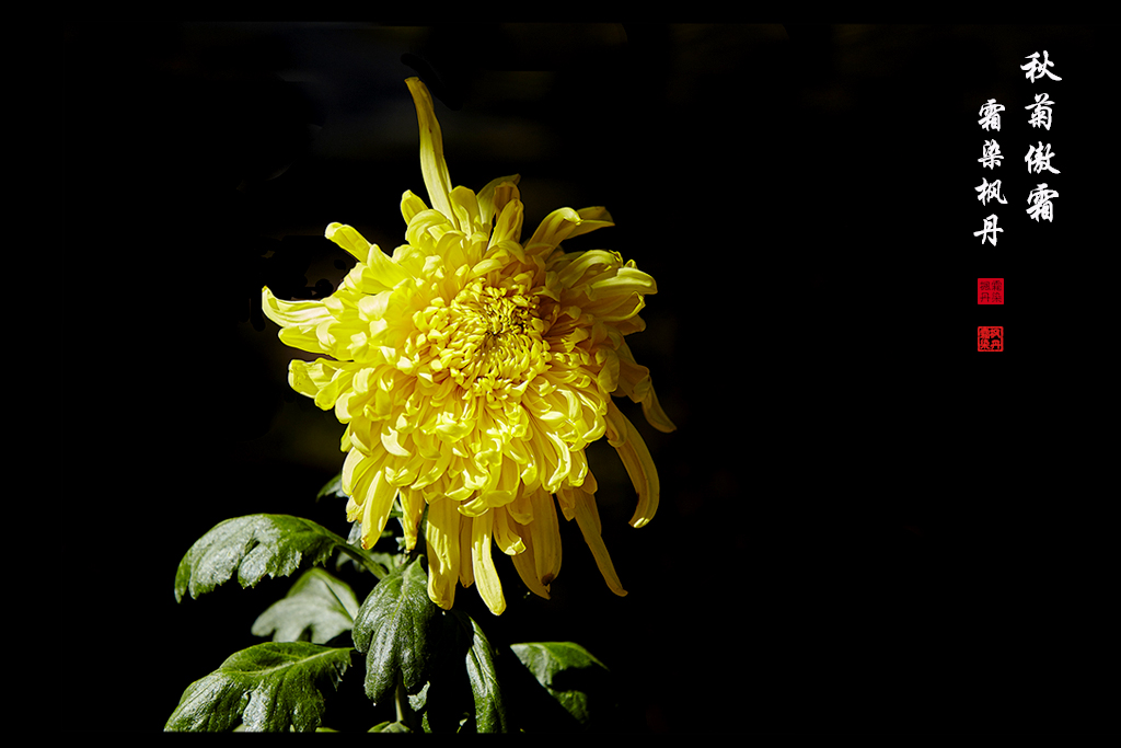 秋菊101.jpg