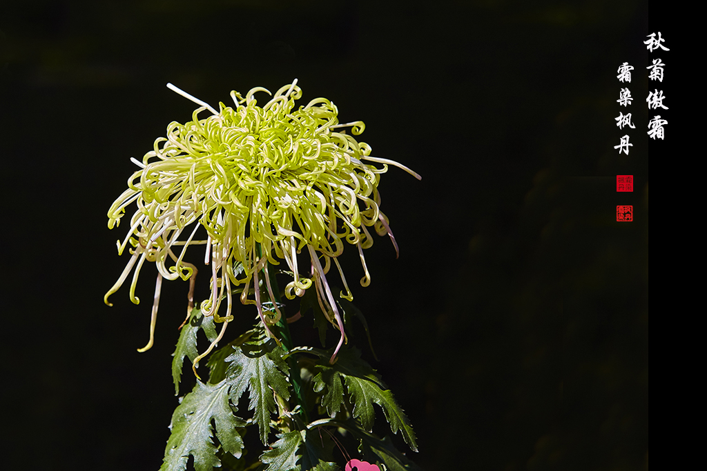 秋菊102.jpg