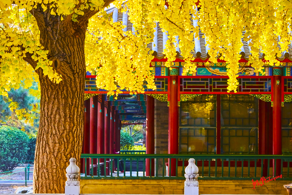 北京之秋2018二集 114.jpg