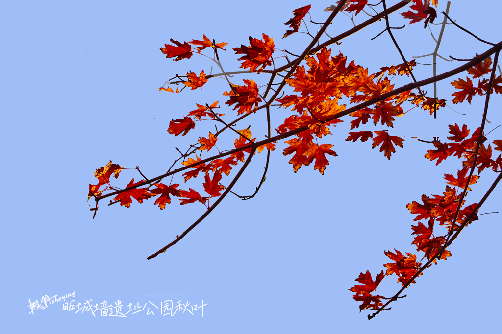 天坛2025秋 11.jpg