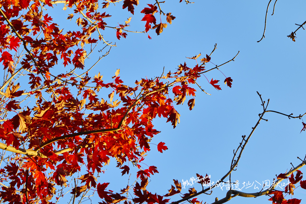 天坛2025秋 16.jpg