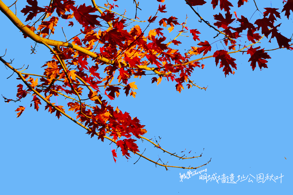 天坛2025秋 17.jpg