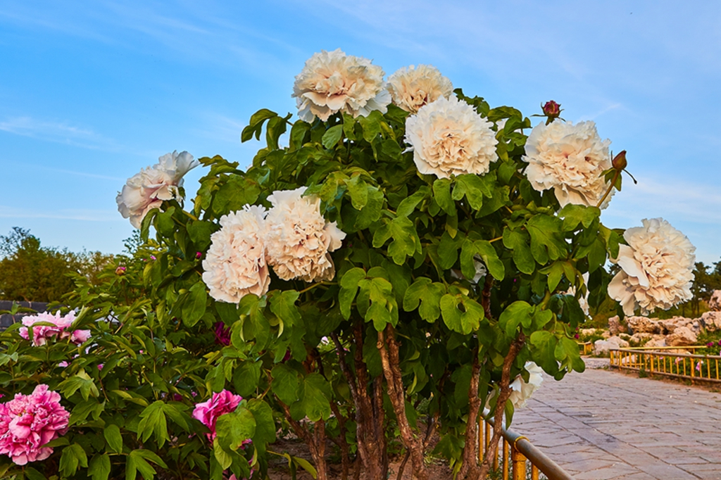 牡丹圆明园 86.jpg