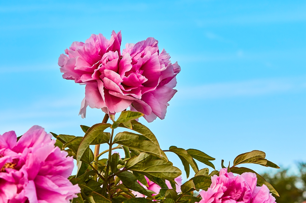 牡丹圆明园 60.jpg