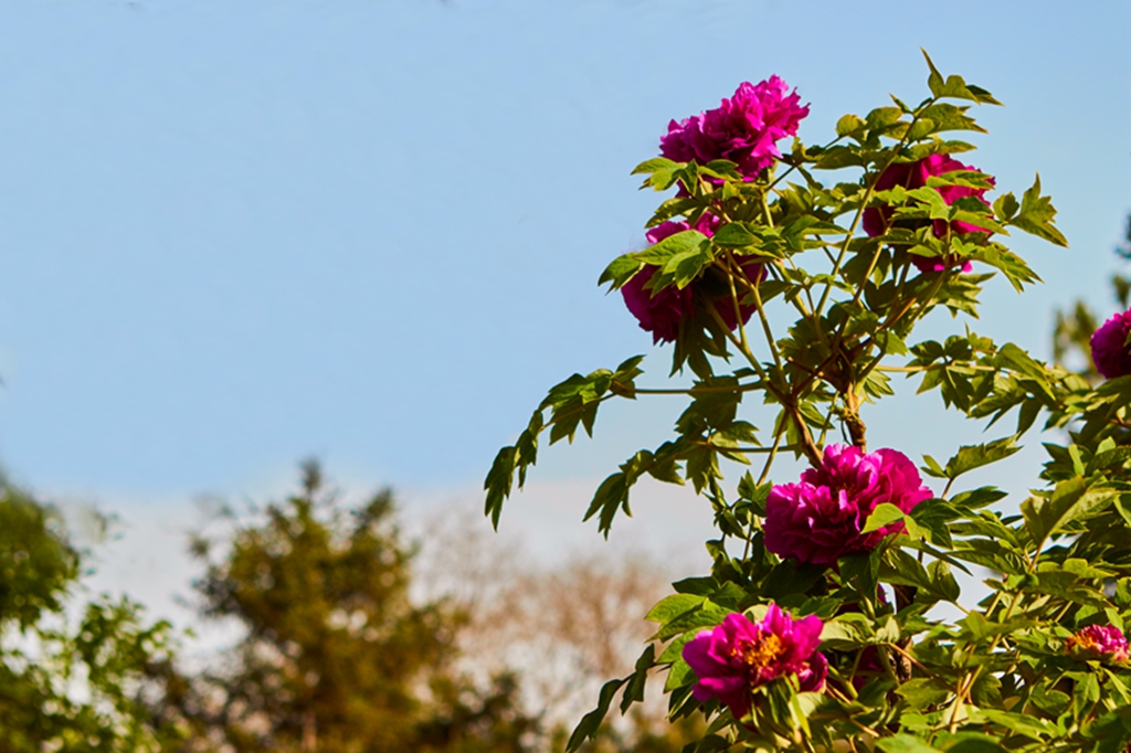 牡丹2016植物园 192.jpg