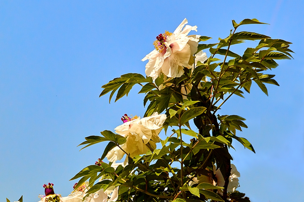 牡丹2016植物园6 44.jpg