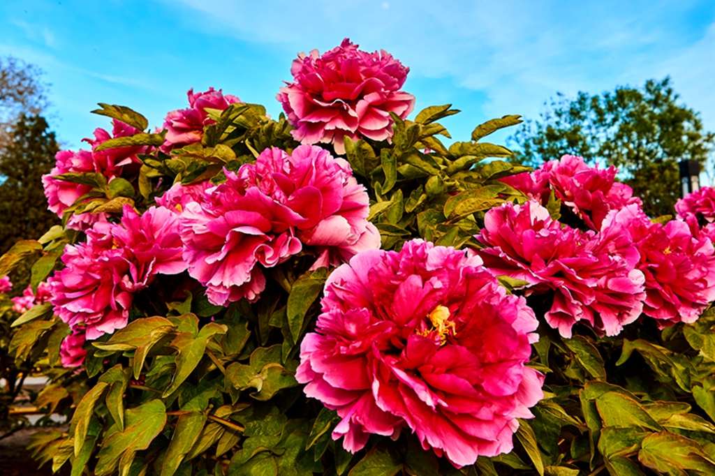 牡丹圆明园 36.jpg