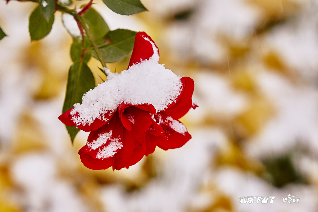 北京下雪了 27.jpg