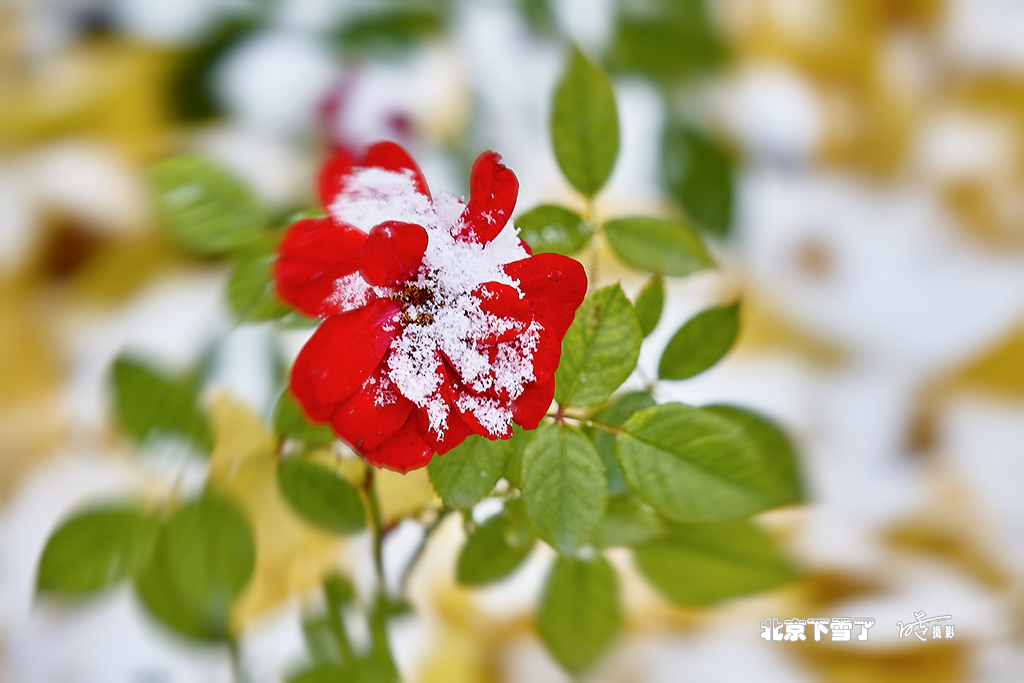 北京下雪了 26.jpg