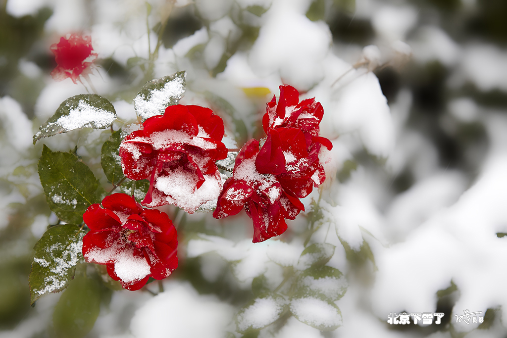 北京下雪了 53.jpg