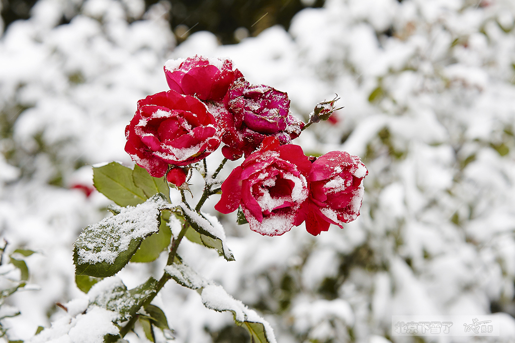 北京下雪了 60.jpg