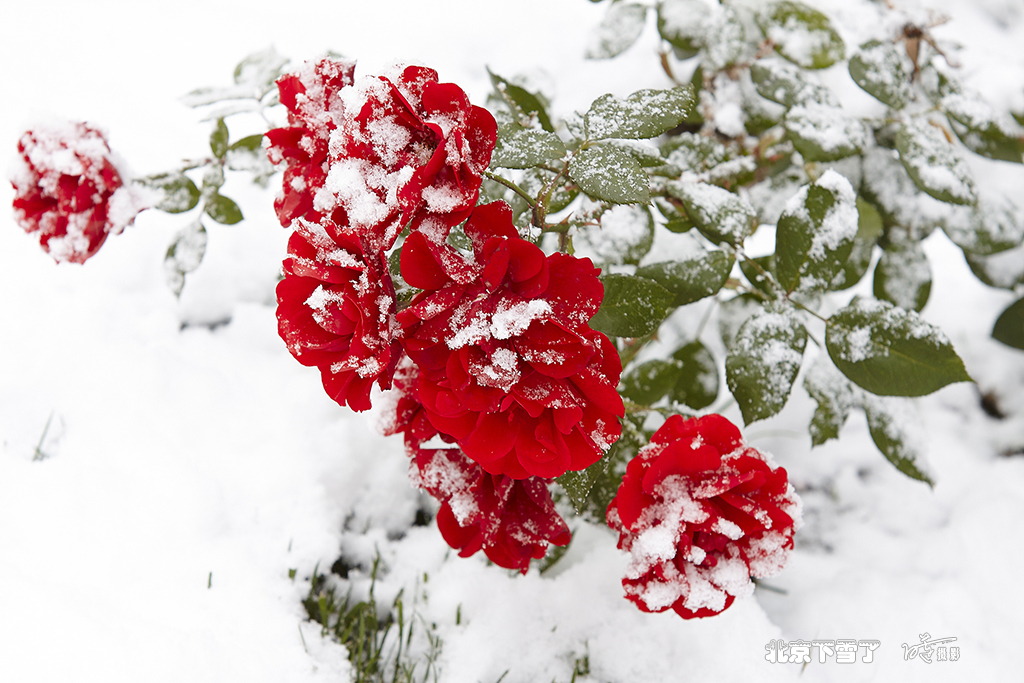 北京下雪了 97.jpg