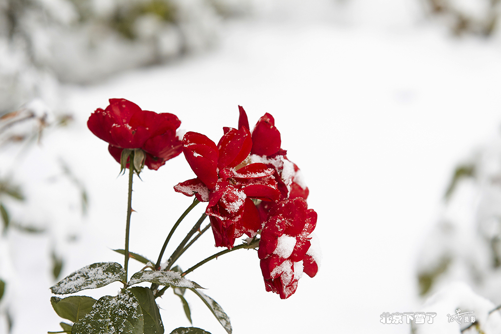 北京下雪了 95.jpg
