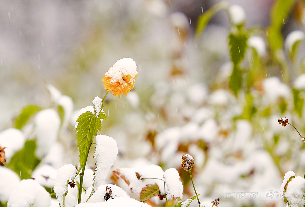 北京下雪了 63.jpg