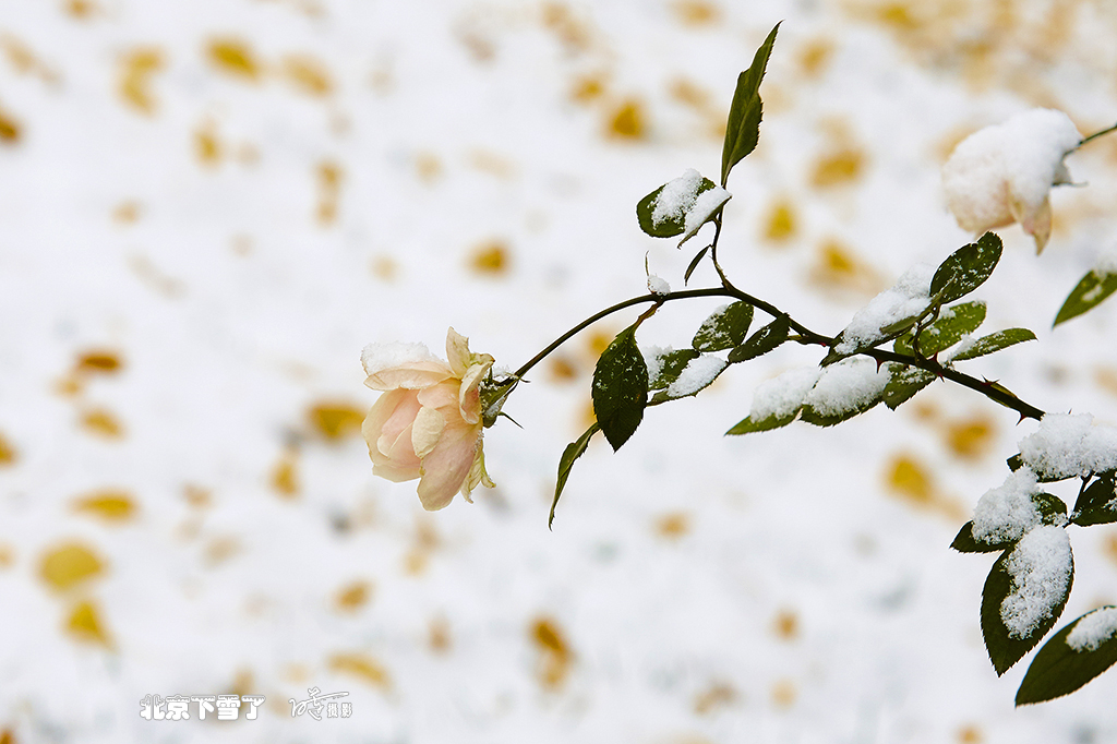 北京下雪了 94.jpg
