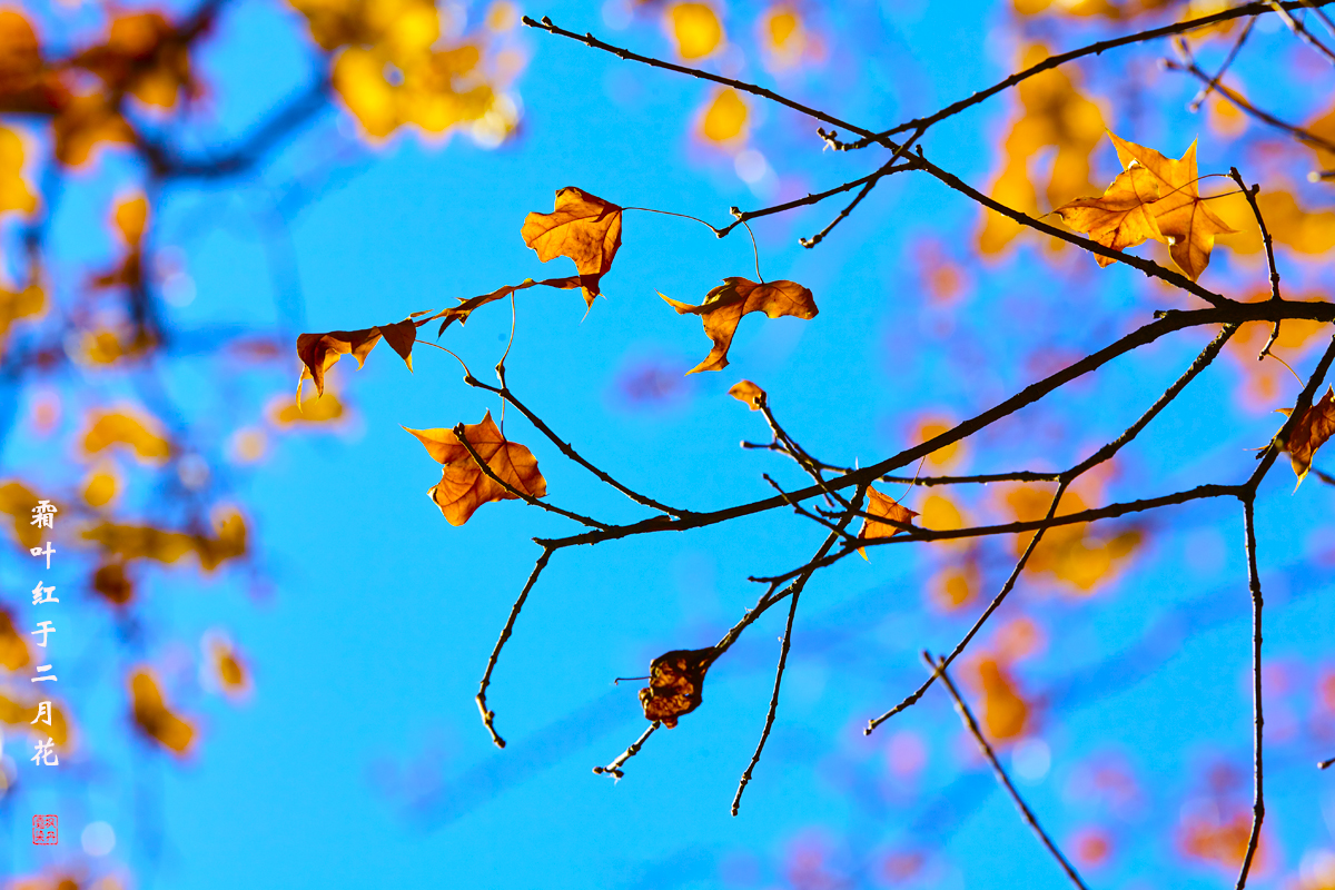 北京之秋2018 77.jpg