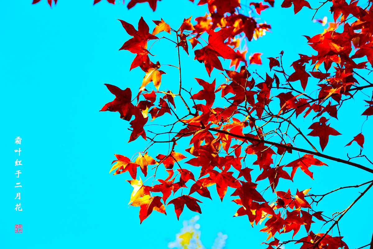 北京之秋2018 108.jpg