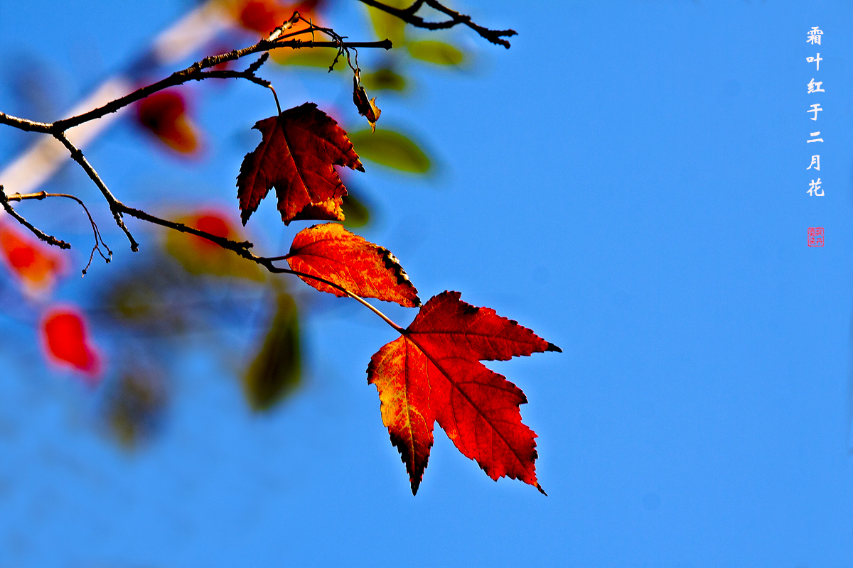 红叶 9.jpg