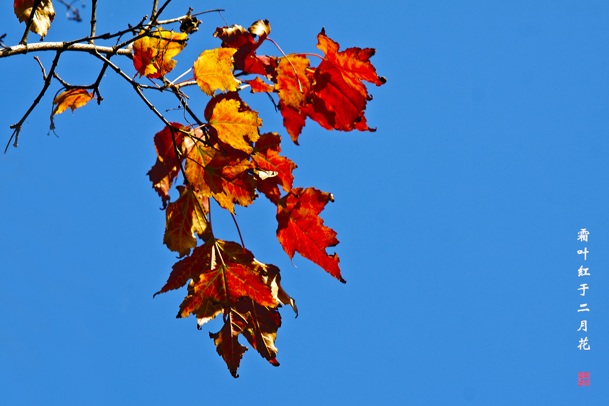 红叶 11.jpg
