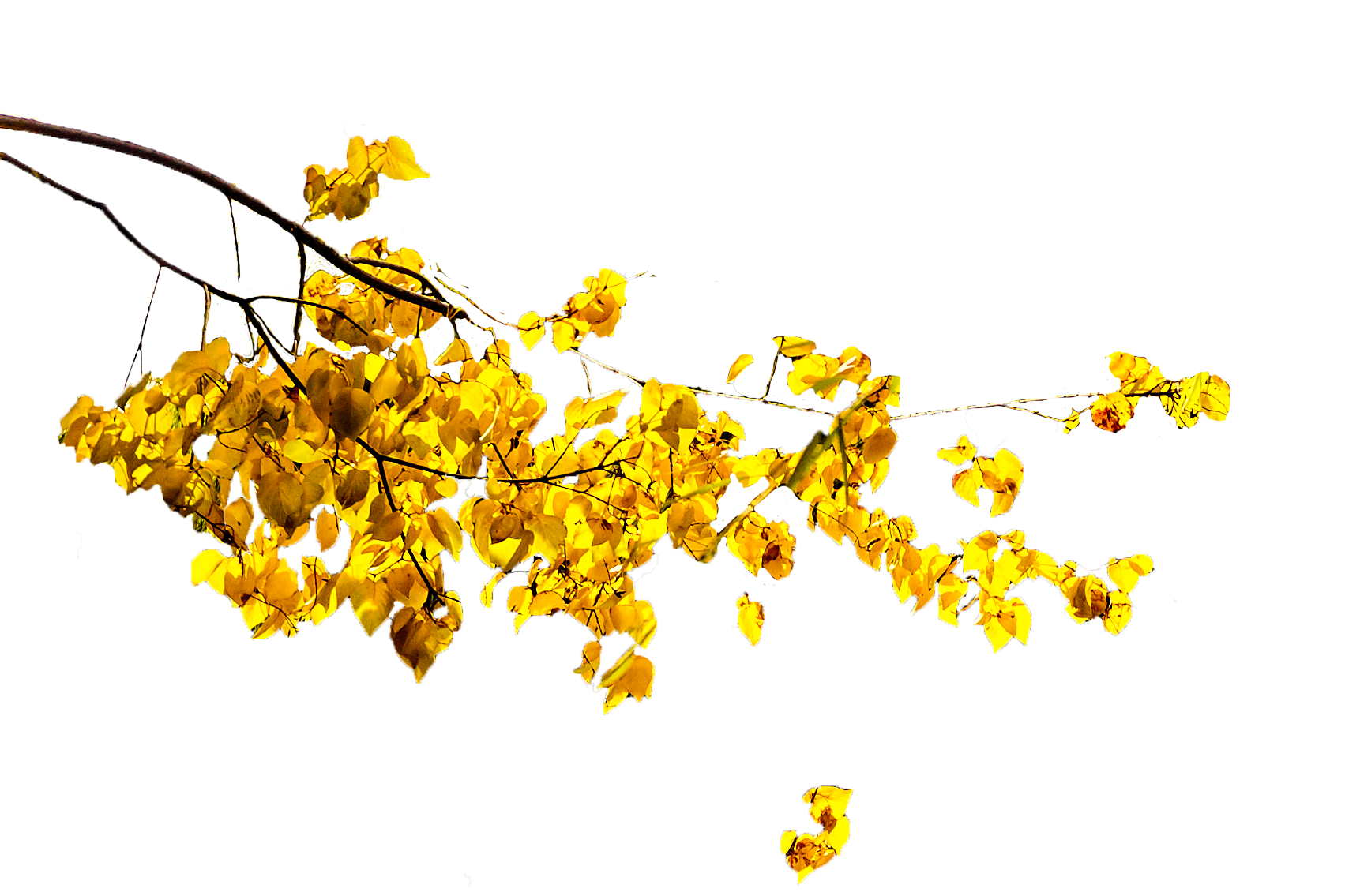 清华2018秋 20.png