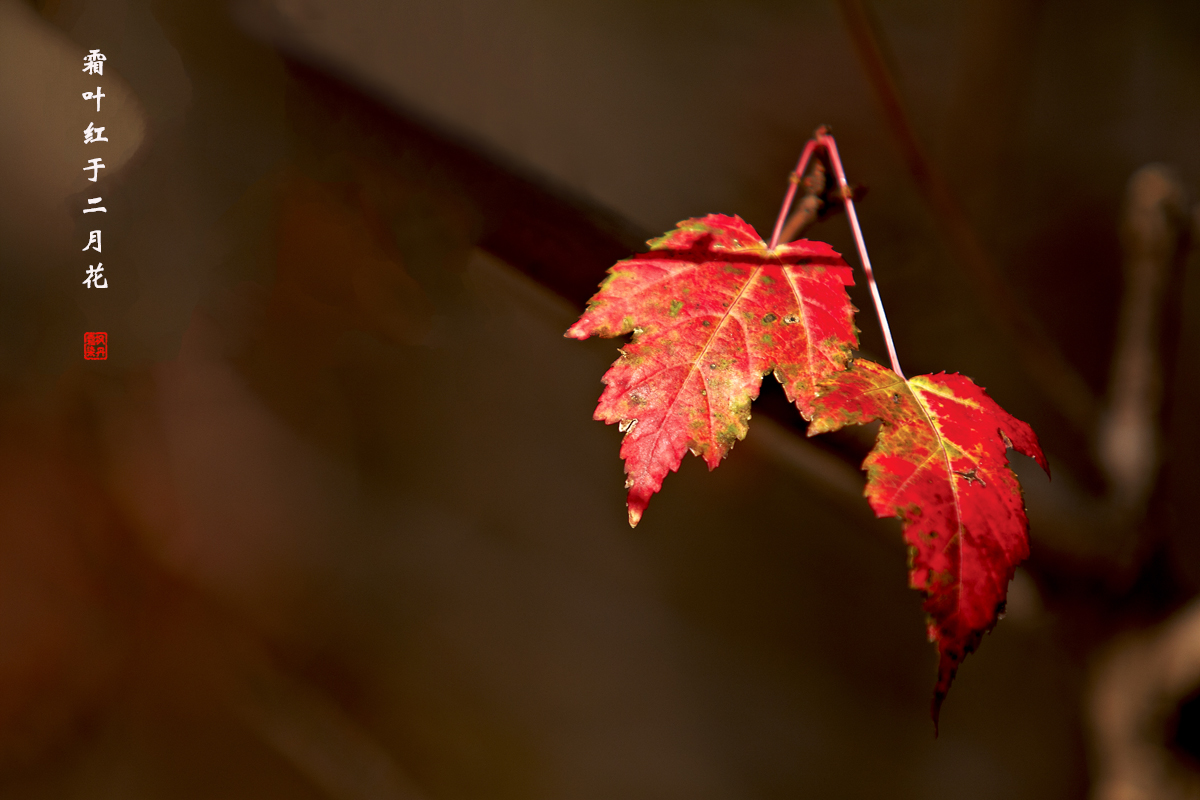 秋之叶 9.jpg