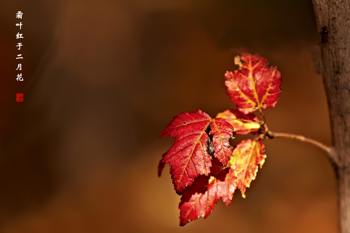 秋之叶 8.jpg