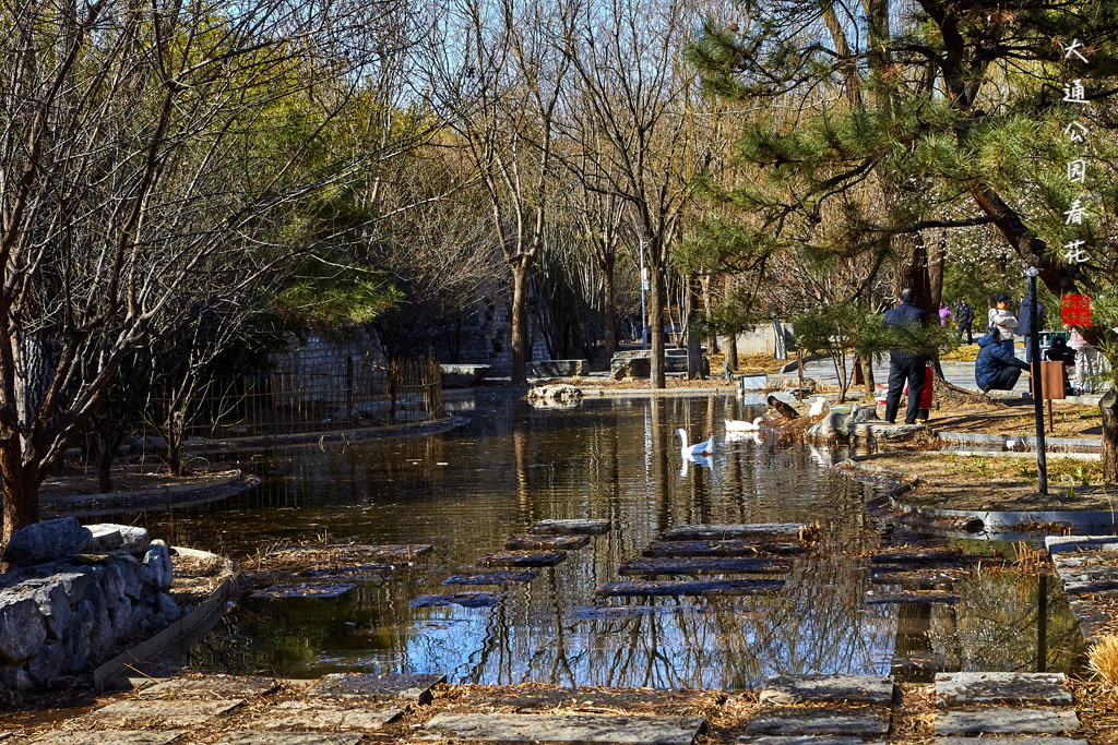 20260309大通公园春花 4.jpg