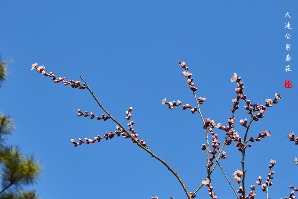 20260309大通公园春花 3.jpg