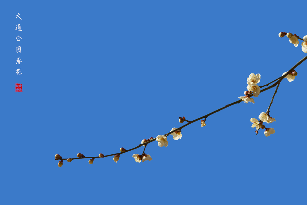 20260309大通公园春花 16.jpg