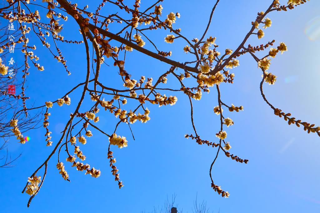 20260309大通公园春花 27.jpg