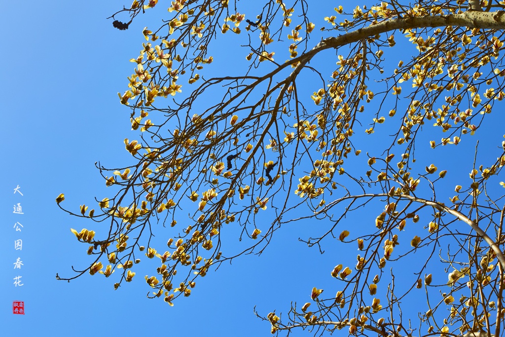 20260309大通公园春花 39.jpg