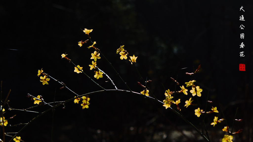 20260309大通公园春花 32.jpg