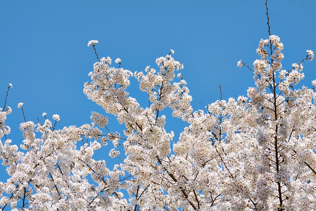 玉渊潭2 (64) .jpg