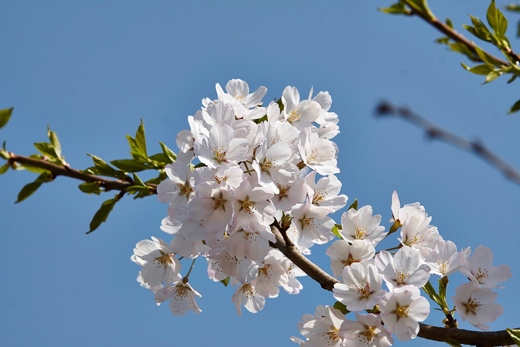 玉渊潭2 (101) .jpg