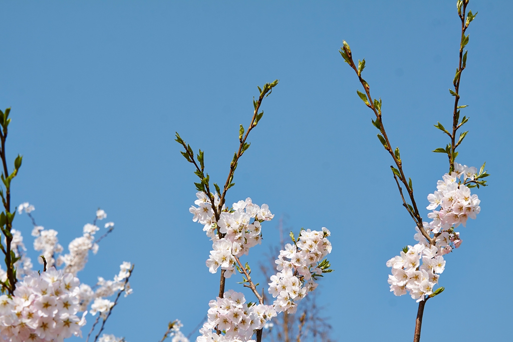 玉渊潭2 (103) .jpg