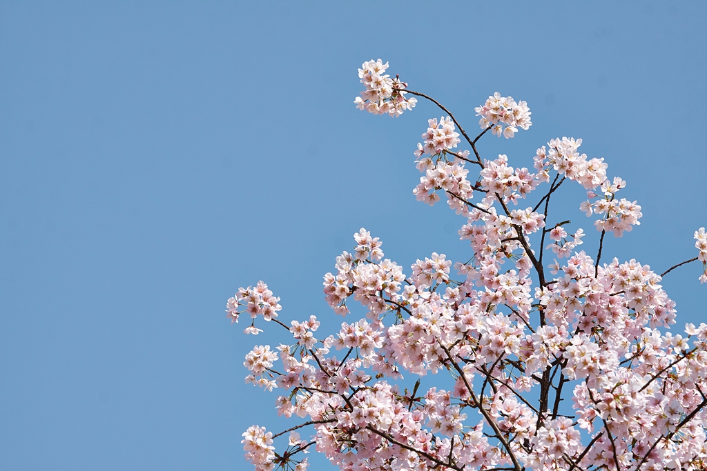 玉渊潭2 (111) .jpg